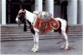 The Drum Horse. Children fact/fiction.  Complete awaiting illustrations.